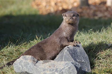 Northumberland Zoo | Top 100 Attractions