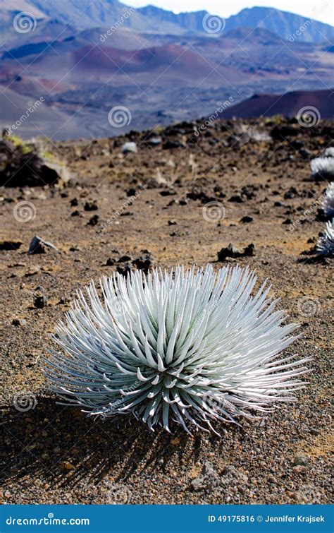 Silver sword plant stock photo. Image of volcanic, crater - 49175816