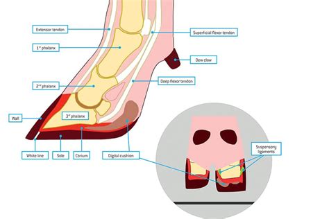 Claw amputation – a last resort to manage lameness in an infected hoof Anexa