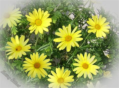 Argyranthemum frutescens Yellow | Květiny Šíblová