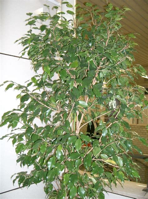 How to Take Care of a Ficus Tree | Garden Guides