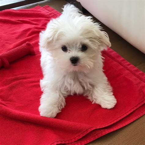 Maltese Puppies For Sale | Ohio Drive Southwest, DC #240287