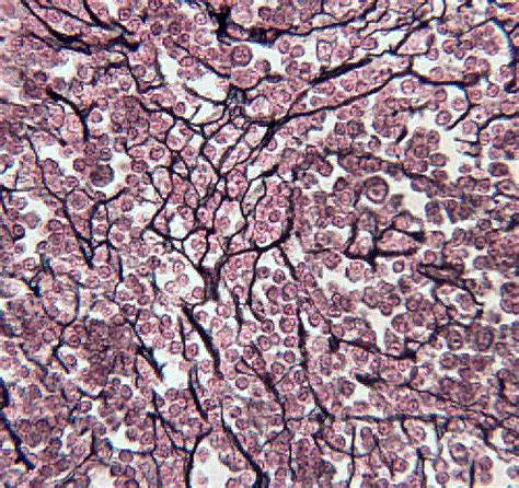 Histology of the Connective Tissues