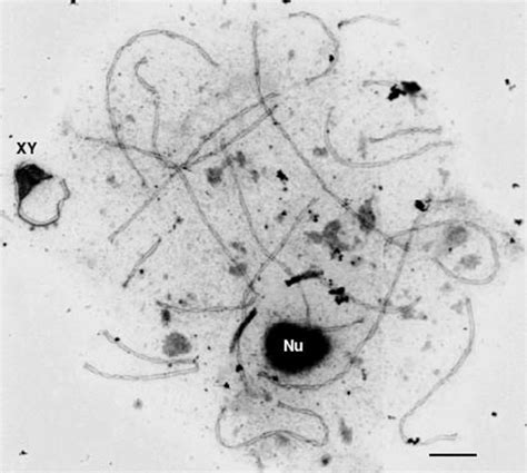 Mid-pachytene of a 2n = 42 male from the Ctenomys perrensi species ...