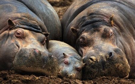 Baby Hippo Hides Behind Its Mom | Baby Animal Zoo