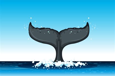 Humpback Whale Tail Vector Download humpback whale stock vectors