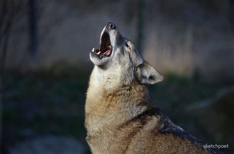 "Red Wolf Howling" by sketchpoet | Redbubble