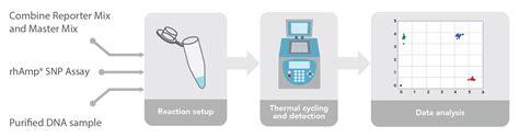 rhAmp SNP Genotyping Overview