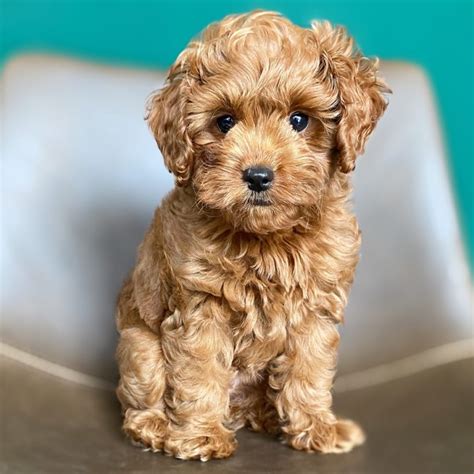 Should You Get a Mini Goldendoodle? | Flipboard