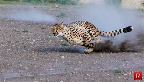 PHOTOS: Full Speed Cheetahs at Animal Ark Sanctuary