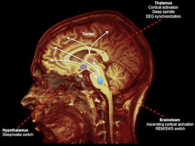 Neural correlates of consciousness: what we know and what we have to learn! | SpringerLink