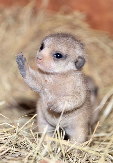 Baby Meerkat, Baby Skunks, Cute Funny Animals, Newborn Animals, Animal ...