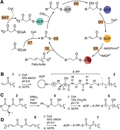 Recognition of Intermediate Functionality by Acyl Carrier Protein over ...