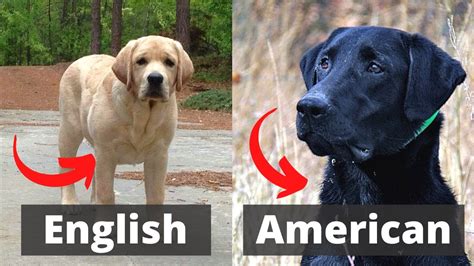 Whats The Difference Between An American Lab And An English Lab