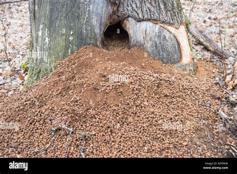 Porcupine poop piled at the base of a forest tree in Minnesota in the U.S Stock Photo - Alamy