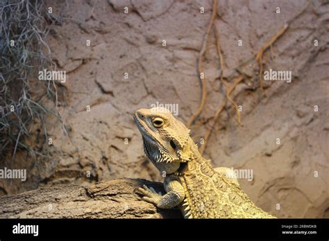 Bearded dragon climbing a piece of wood Stock Photo - Alamy