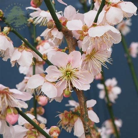 Pin by Mili Mergoni on BOTANICA | Prunus mume, Blossom trees, Cherry ...