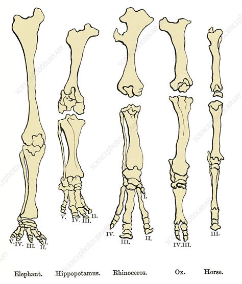 Comparison of animal feet, historical art - Stock Image P117/0005 ...