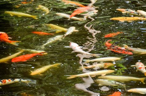 Koi fish in the pond 21589863 Stock Photo at Vecteezy