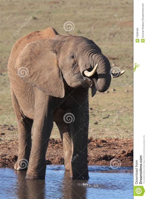 African Elephant at Waterhole Stock Image - Image of male, skin: 13098495