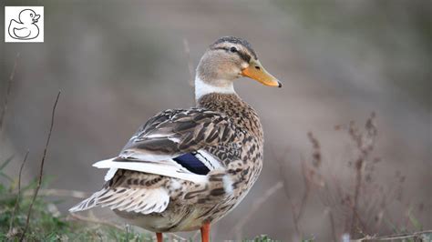 Silver Appleyard Miniature Duck: Picture, Facts, Uses, Origin, Characteristics