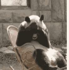 Sad Panda GIFs | Tenor