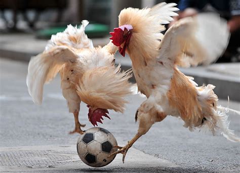 20 Funny animals playing soccer/football (20 pics) | Amazing Creatures