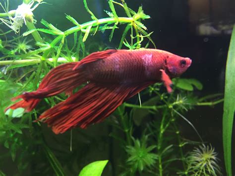 Common Betta Diseases with Symptom, Cause, Treatment and Prevention ~ Betta Aquarium King