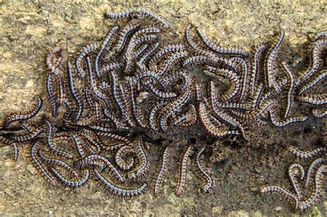 Why Are There Millipedes In My Home? | Lookout Pest Control