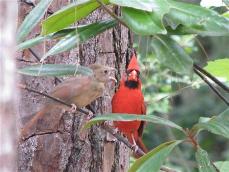 Pictures of Birds - Cardinals Nesting | Birds, Beautiful birds, Cute birds