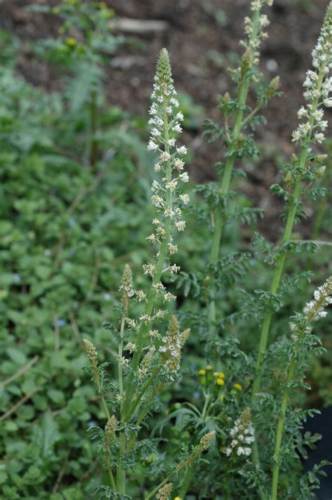 Reseda alba (Resedaceae) image 13732 at PlantSystematics.org