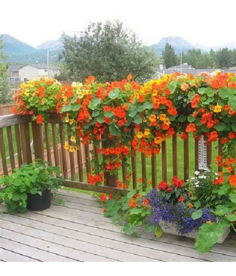 Flower Seeds : Nasturtiums Home Depot Flower Seeds Balcony Plant Seeds ...