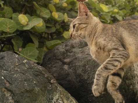 New Zealand feral cat killing competition cancelled after backlash | The Independent