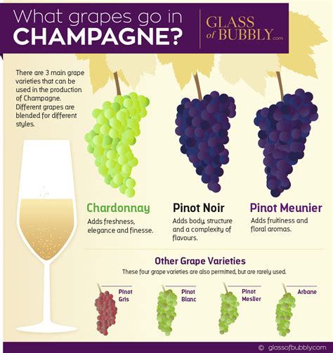 Free Champagne & Sparkling Wine Infographics – Glass Of Bubbly