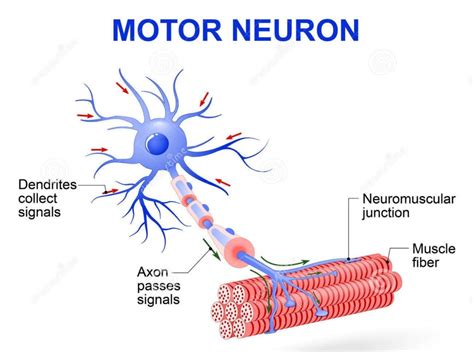 Myelinated Motor Neurons | Function, Location & Types