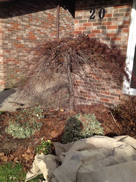 Weeping Japanese Maple - Before - Solid Tree Care