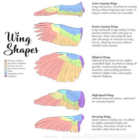 Pin by RA RA RAT G on RFRNC | Wings drawing, Angel wings drawing, Wing anatomy