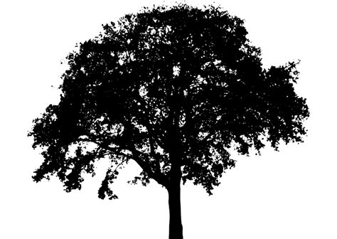 Free Tree Silhouette Transparent Background, Download Free Tree ...