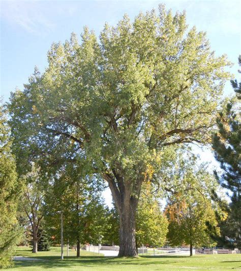 Black cottonwood (Populus heterophylla) H: 40-50ft/ W:30-40ft/ full sun | Tanaman, Menanam, Lanskap