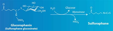 Sulforaphane review, benefits, foods, dosage & side effects