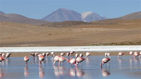 Flamingos Bolivia Images – Browse 8,497 Stock Photos, Vectors, and ...