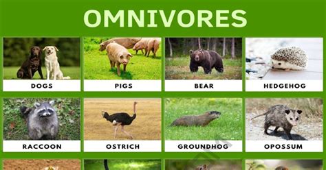 Omnivores Animals Chart For Kids