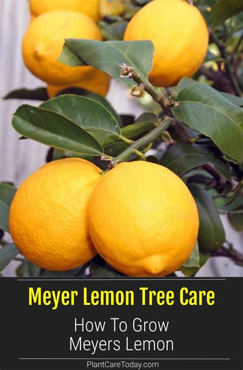 How To Grow and Care For Meyer Lemon Tree | Meyer lemon tree, Meyer lemon tree care, Lemon tree