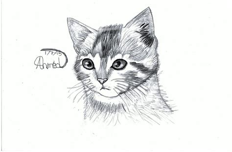 * My Cat Tom * by ArtisticAhmed on DeviantArt