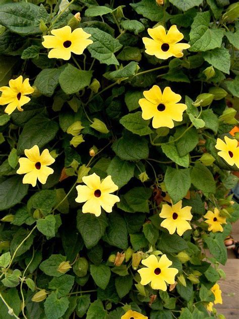 Yellow. | Flowering vines, Hanging flower baskets, Climbing vines