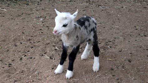 Geep | Goat Sheep Hybrid | Animal | Definition | Image