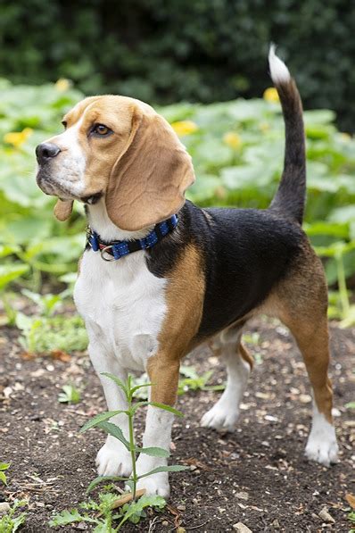 Do Beagles Make Good Indoor Pets