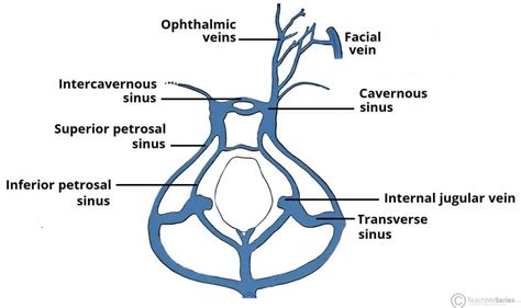 Dural Venous Sinuses - Superior Sagittal - TeachMeAnatomy