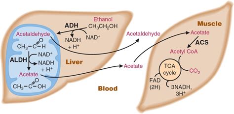 Metabolism of Ethanol | Basicmedical Key