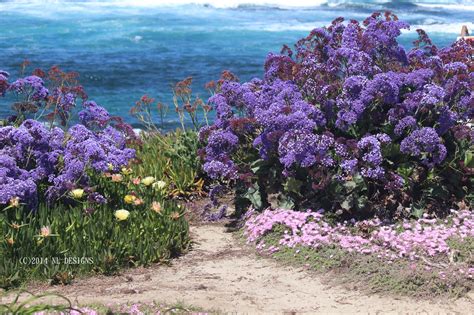 Sea lavender, also known as Limonium, grows on the shore but only in ...